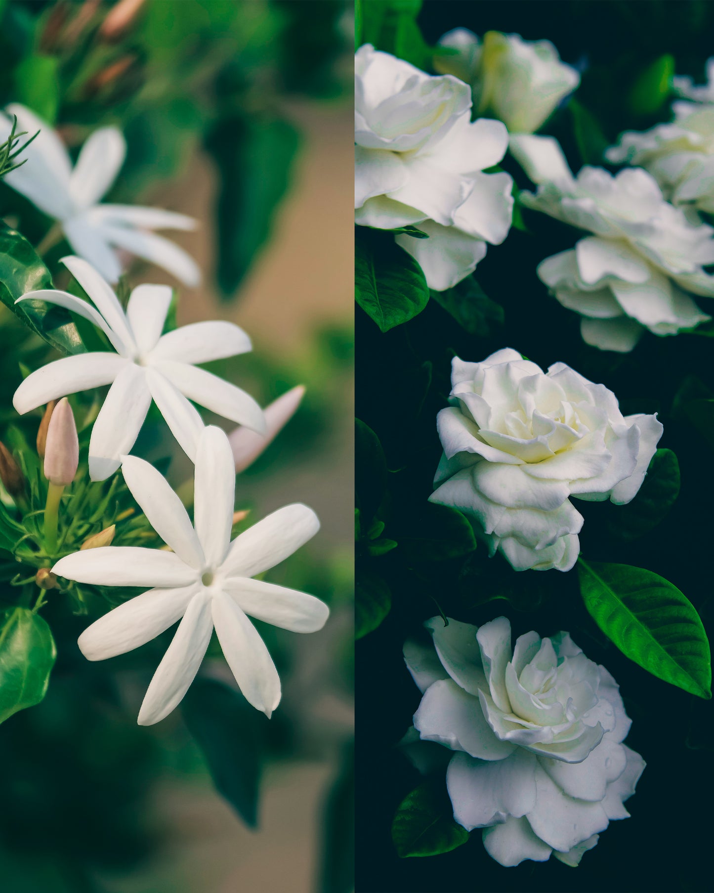 Pikake-Gardenia Candle