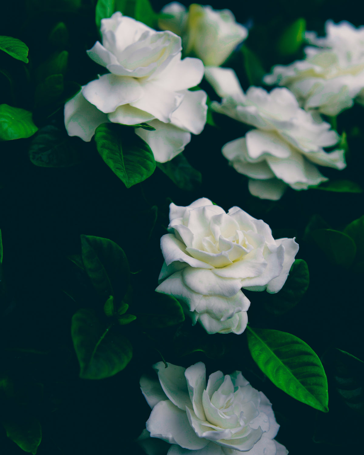 Gardenia Bar Soap