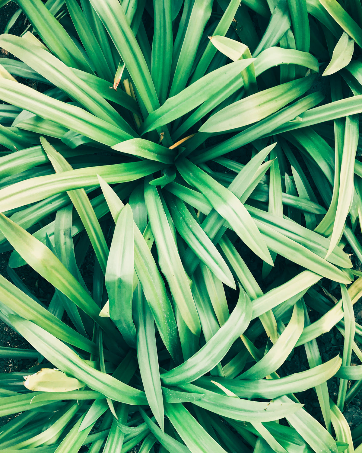 Lemongrass Bar Soap