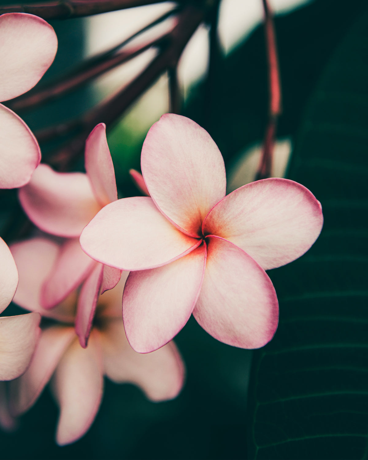 Plumeria Bar Soap