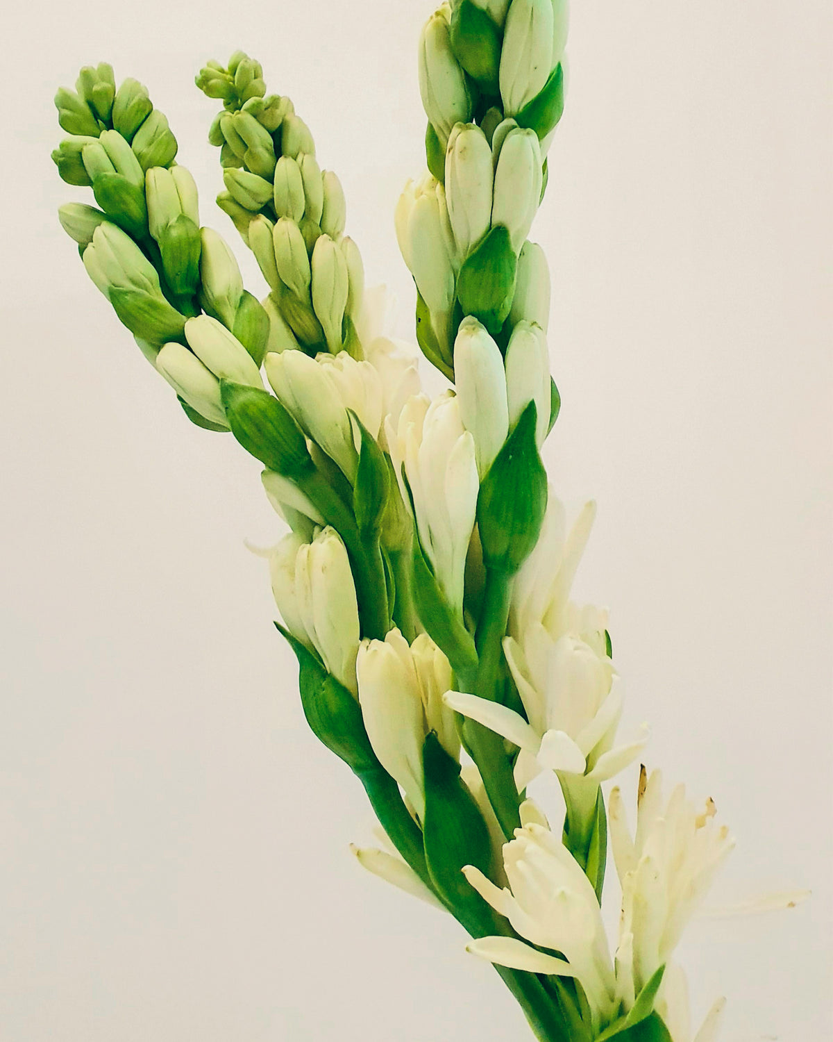 Tuberose Bar Soap